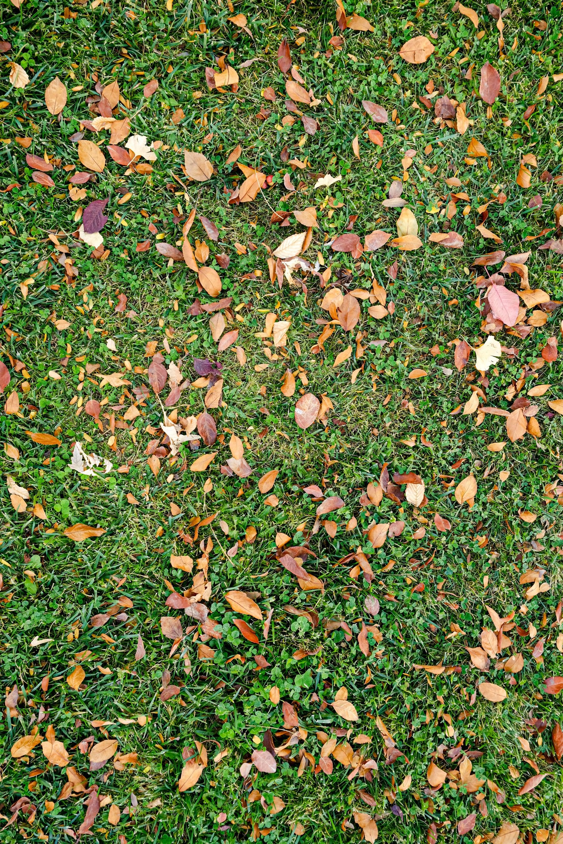 Fallen oak and maple leaves scattered across green turf, seen from above