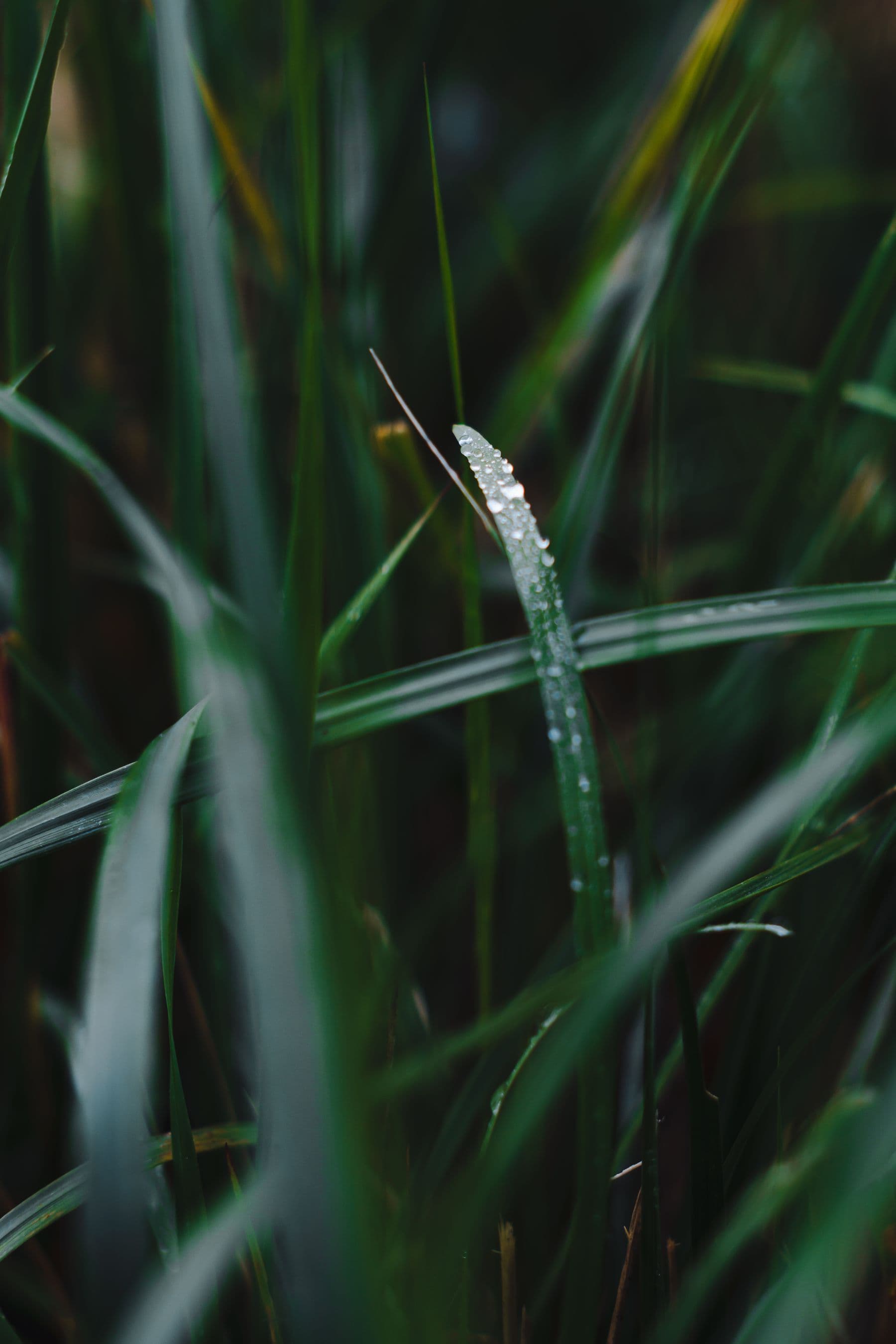 A single fescue blade holding a line of dew in deep summer shade