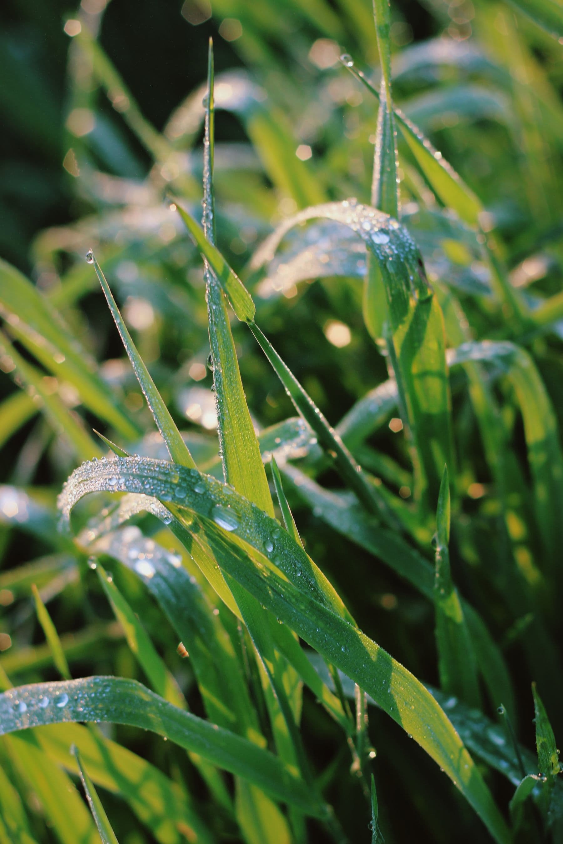 Deep-green fescue blades heavy with morning dew