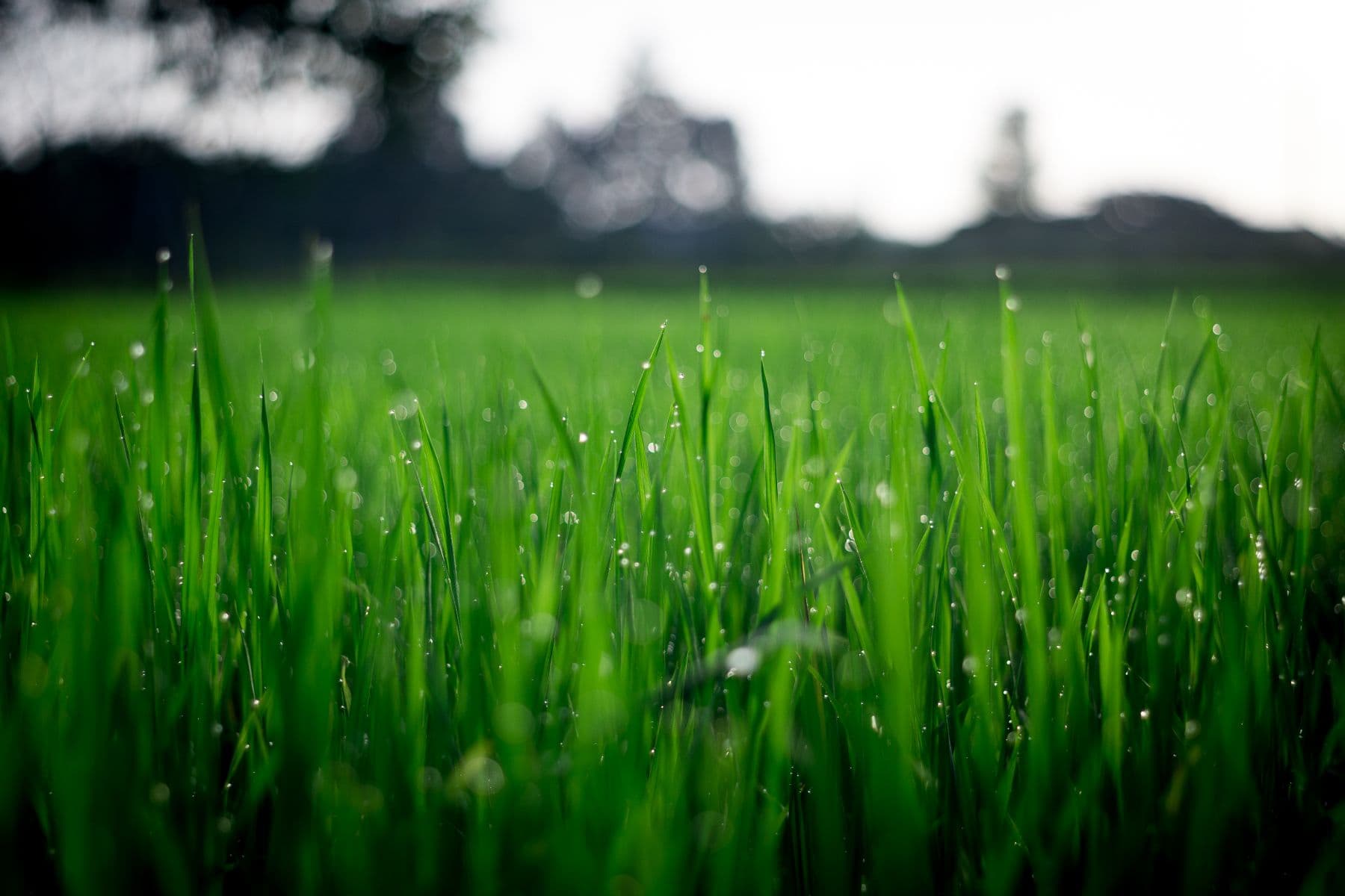 Dew-heavy turf at first light, trees soft in the background