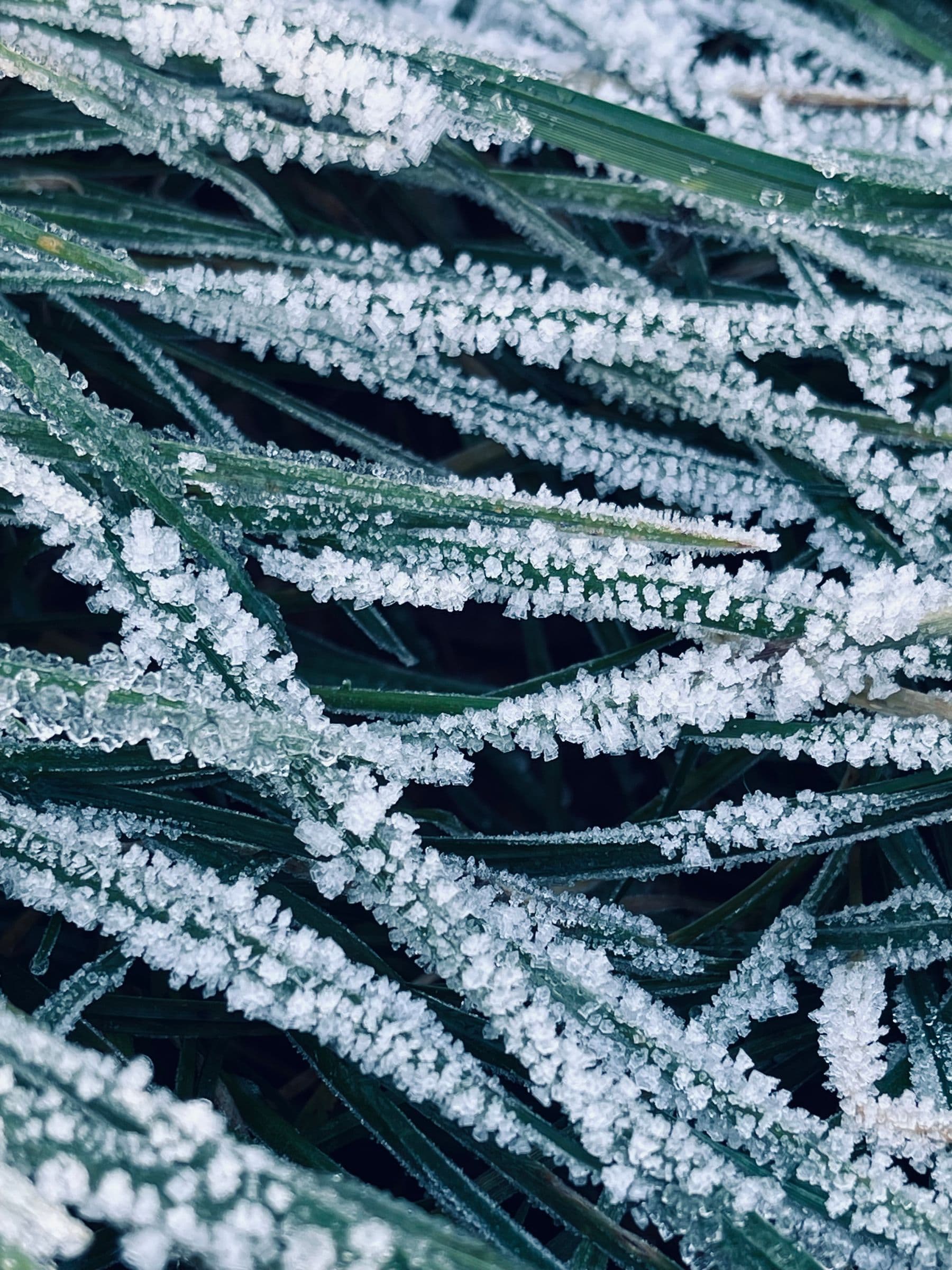 Grass blades crusted with hoarfrost on a cold late-fall morning