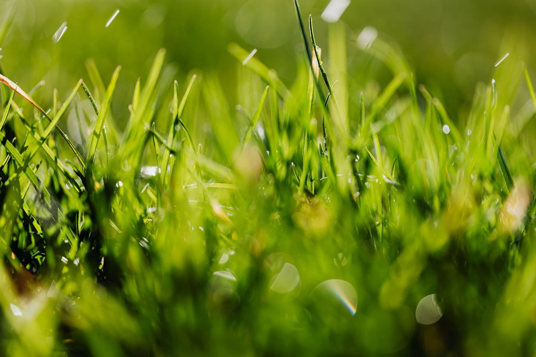 Backlit green grass blades in late-spring sun