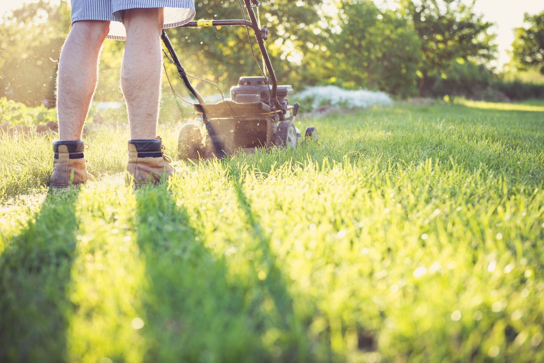 Mower moving through backlit morning grass, clippings catching the sun