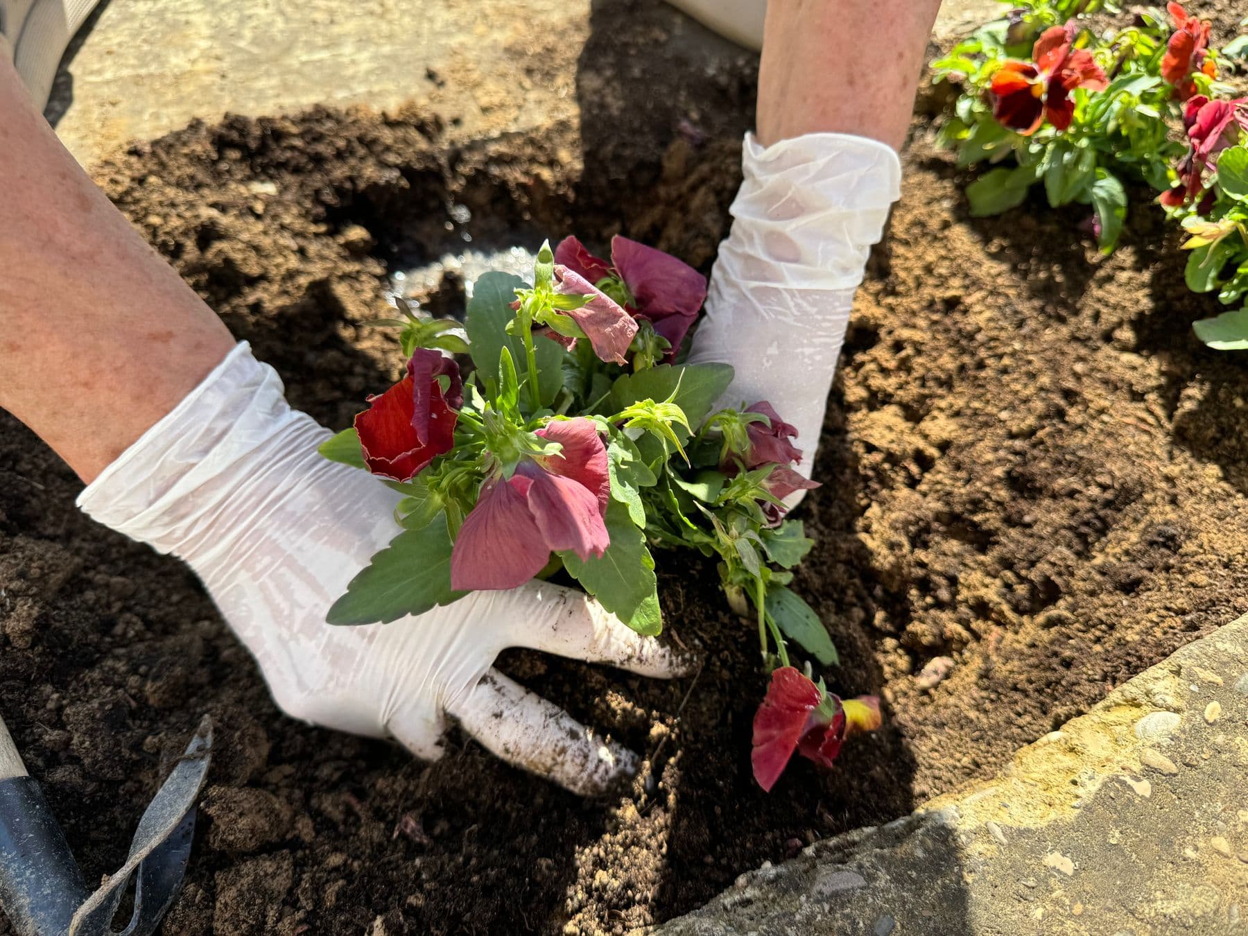 Gloved hands setting annuals into a freshly turned bed