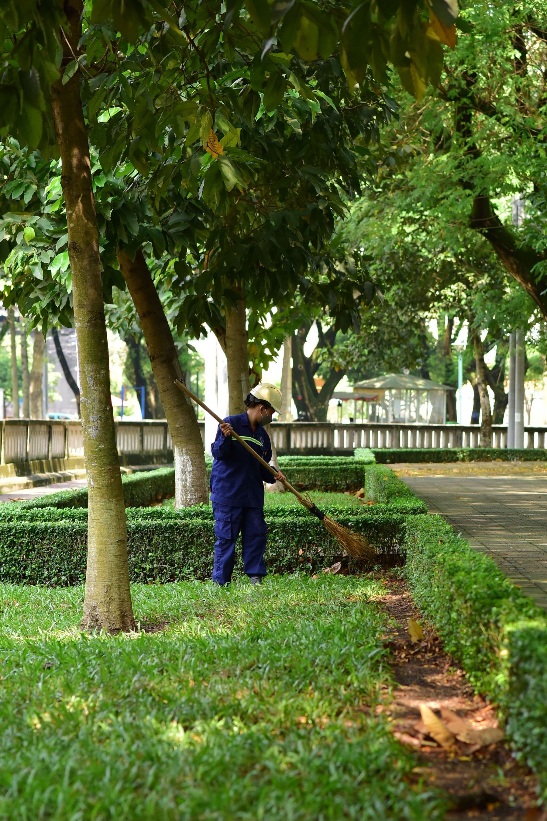 Crew member raking a bed line beside a clipped hedge