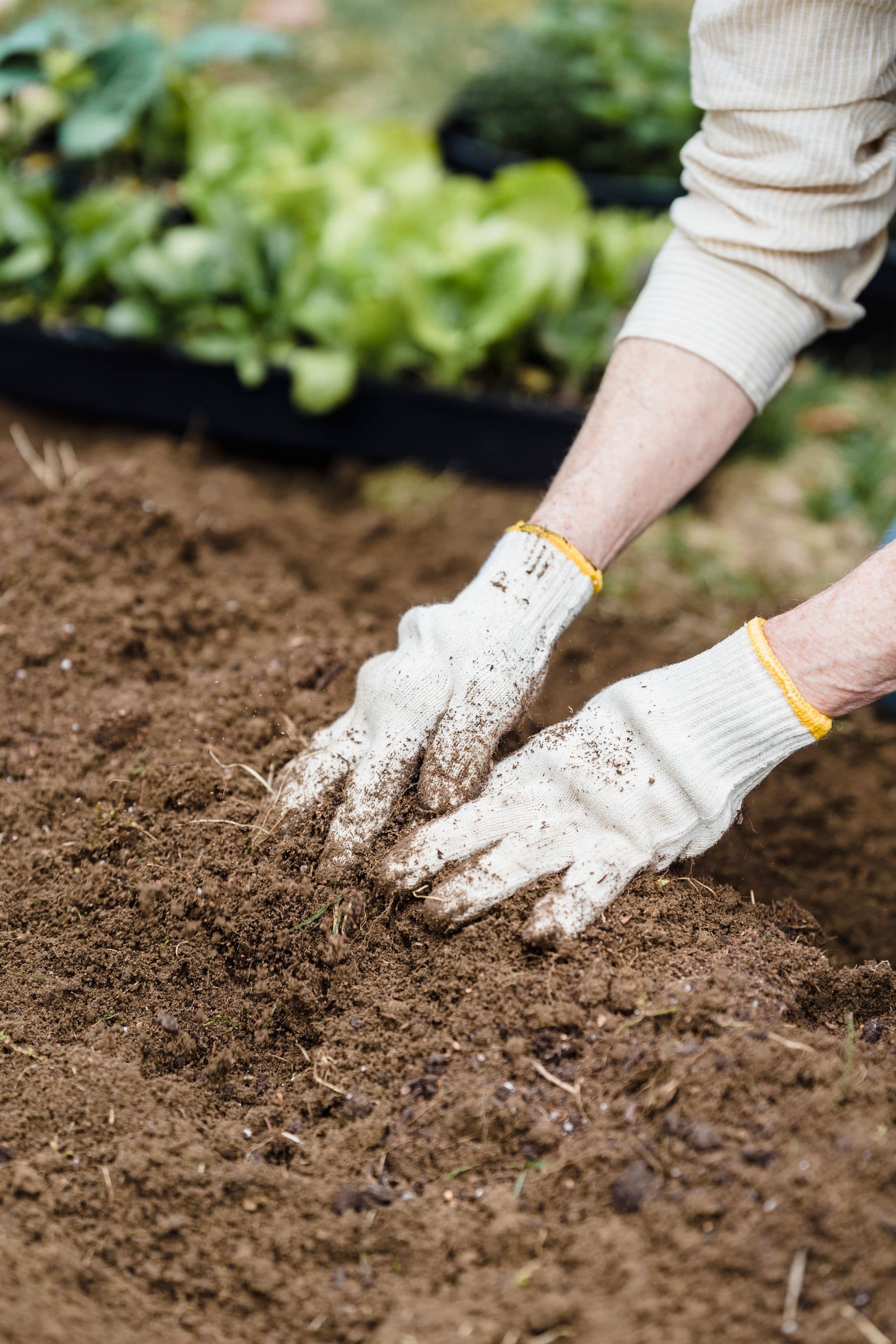 Gloved hands working fresh seedlings into dark topsoil
