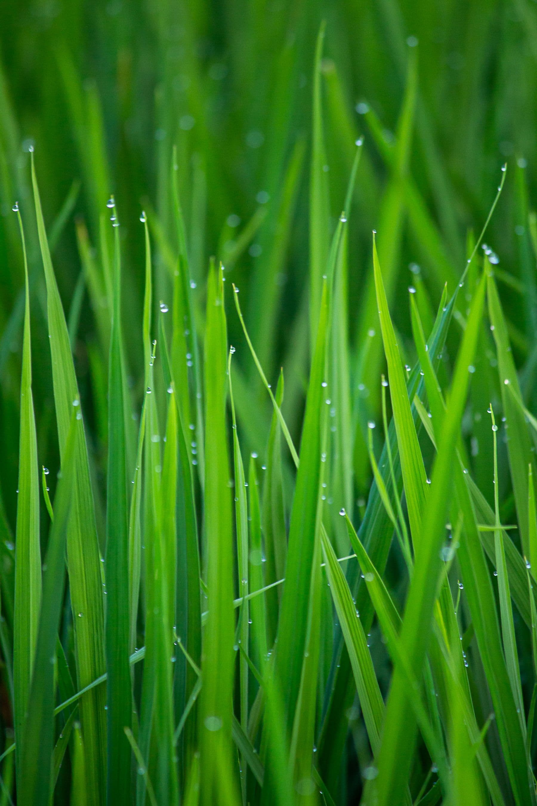 Dense fescue blades holding morning dew, close enough to count